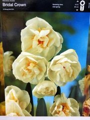 Нарцис багатоквітковий Bridal Crown 1шт