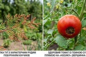 Магній та Кальцій: Як розпізнати дефіцит і врятувати рослини від пожовтіння?