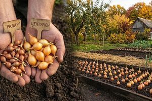 Садимо під зиму: чому озима цибуля краща за яру та які сорти обрати