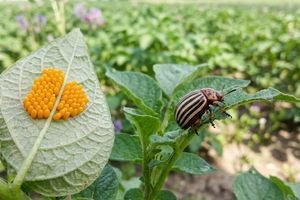 Полосатый десант: как спасти молодую картошку от колорадского жука