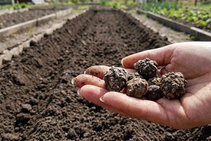 Солодкий та бордовий: секрети посіву буряка і чому його треба проріджувати