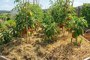 Забудьте про сапу! Як мульча з трави та соломи економить ваш час
