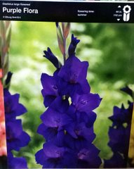 Гладіолус Purple Flora