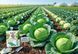 Комплект Рятівник капусти 3 мл + 11 мл, AgroProtection