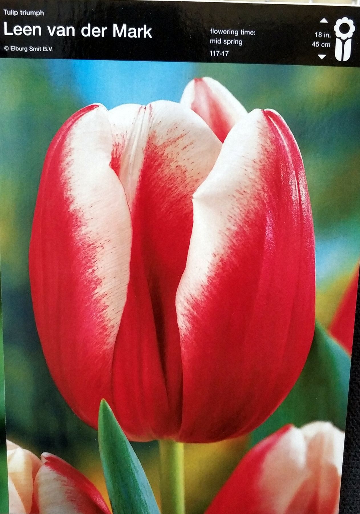 Тюльпан leen van der mark фото и описание