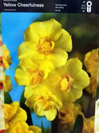 Нарцис багатоквітковий Yellow Cheerfulness 1шт