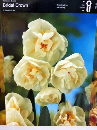 Нарцис багатоквітковий Bridal Crown 1шт