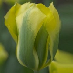 Тюльпан Formosa 1шт