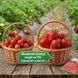 Биостимулятор Бенефит ПЗ (Benefit PZ) 25 мл, Organic Planet
