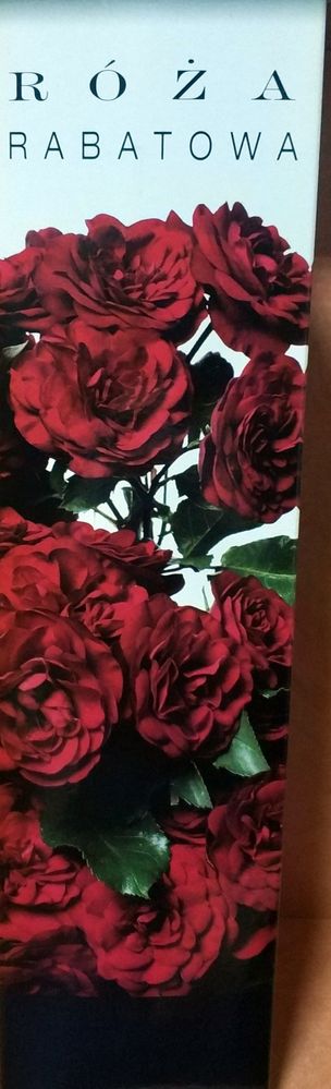 Троянда рабаткова червона 1шт