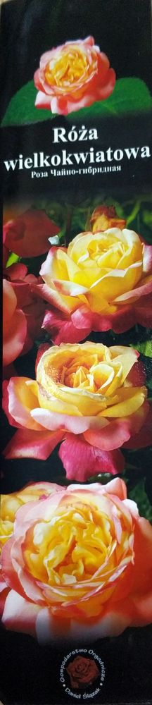 Роза крупноцветковая оранжевая с розовым 1шт