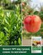 Інсектицид Проклейм 40 г, Syngenta