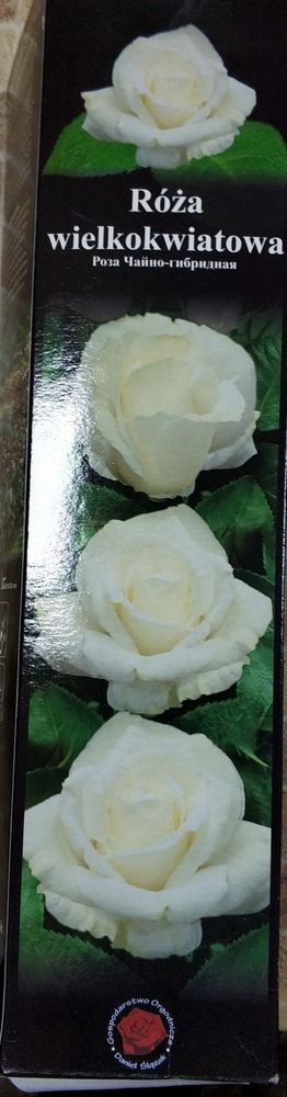 Роза крупноцветковая белая 1шт