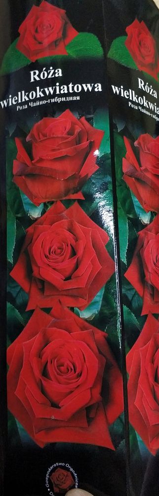 Роза крупноцветковая красная 1шт