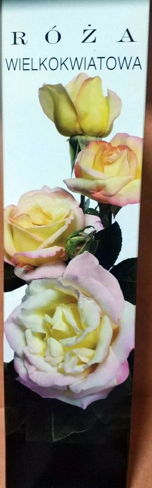Роза крупноцветковая желтая с розовым 1шт