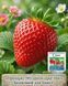 Фунгіцид Світч 10 г, Syngenta