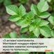 Інсектицид Ейфорія 20 мл, Яромікс Агро