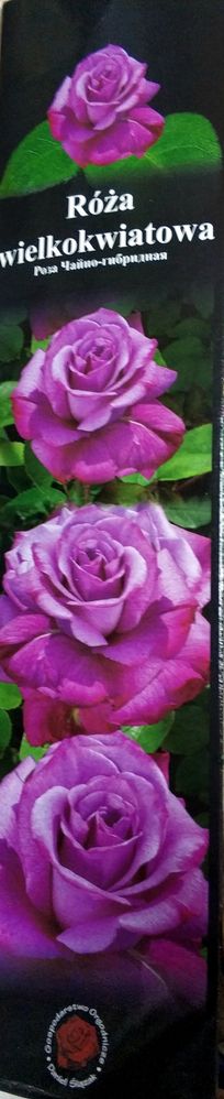 Роза крупноцветковая розовая 1шт