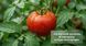 Фунгицид Магникур Фино 500 мл, Protect Garden