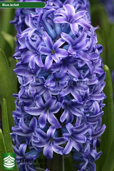 Гіацинт Blue Jacket 1шт - фото упаковки