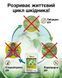 Инсектицид Матч 4 мл, Syngenta
