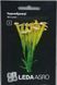 Чорнобривці Мінута 0.3г, Леда Агро