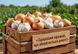 Комплект Спасатель лука и чеснока 3 мл + 11 мл, AgroProtection