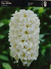 Гіацинт Top White 1шт - фото упаковки