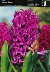 Гіацинт Violet Pearl 1шт - фото упаковки