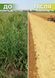 Гербицид Ураган Форте 1 л, Syngenta